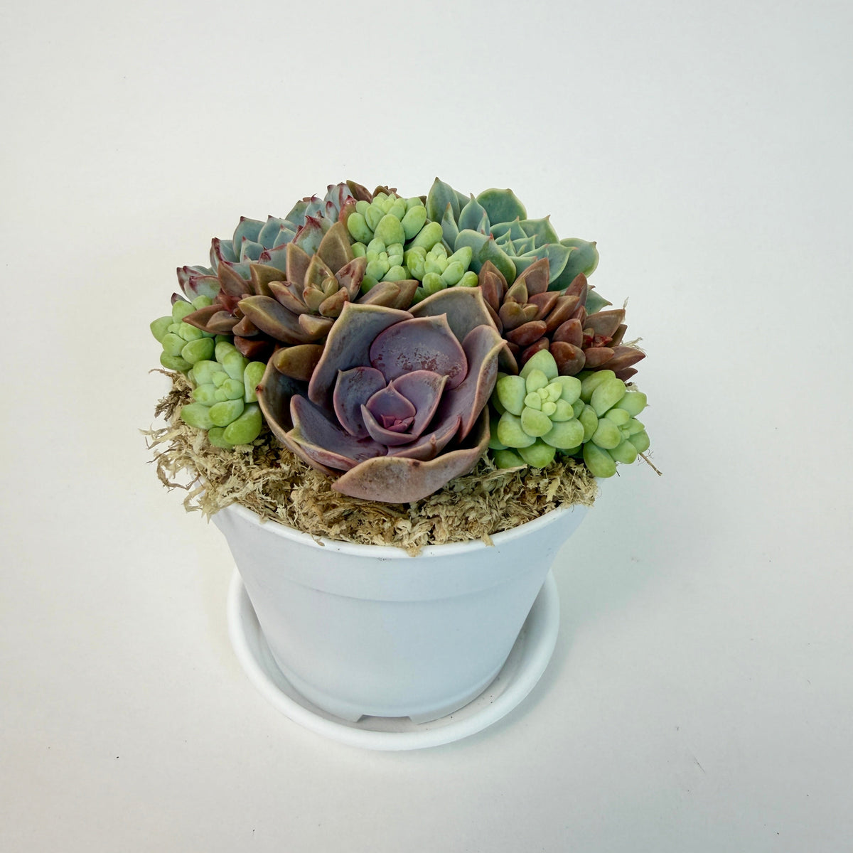 Close-up of a stunning purple rosette succulent surrounded by 10-12 green donkey's tails in a white plastic pot