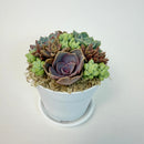 Close-up of a stunning purple rosette succulent surrounded by 10-12 green donkey's tails in a white plastic pot