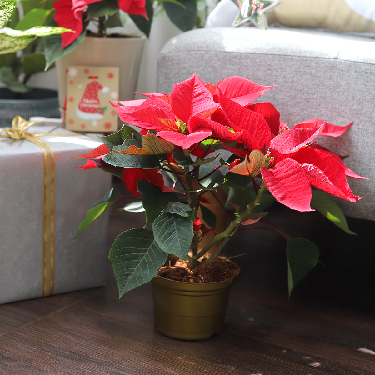 are poinsettias succulents Red Poinsettia (Christmas Plant) - Holiday Gift Idea - Xmas Plant Decor