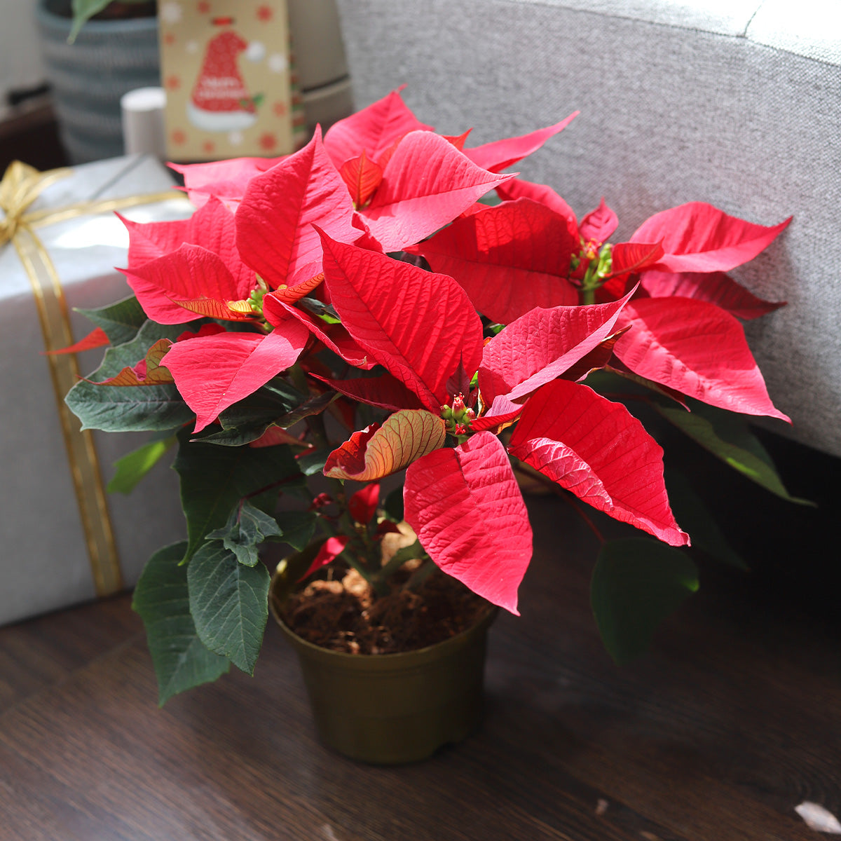 red christmas plant pots Poinsettia 'Red' (Christmas Plant)