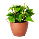 Philodendron Cordatum, philodendron cordatum care, cordatum philodendron, caring for an philodendron cordatum
