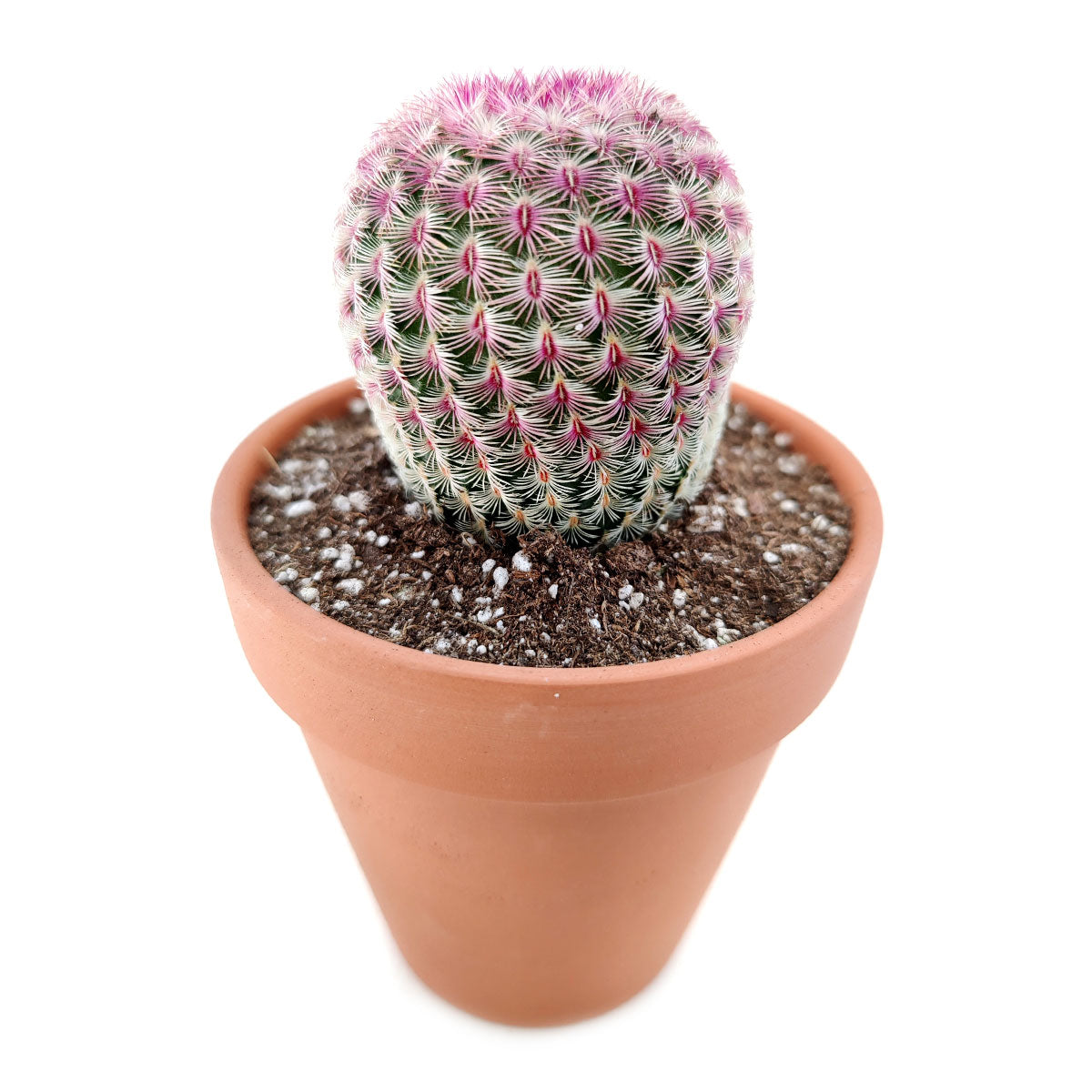 rainbow succulent plants for sale Rainbow Hedgehog Cactus: The stunning, easy-care cactus that's sure to turn heads 2 inch / Plastic Pot by Succulents Box