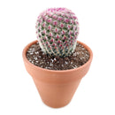 Arizona Rainbow Cactus Care, Echinocereus Cactus for sale, Rainbow Hedgehog Cactus in California, Round Cactus party, Rare succulents, indoor succulents, succulents garden, succulent subscription, monthly succulents, succulent care guide, succulent care tips, how to grow hedgehog cactus, succulents for sale, cactus, cactus succulent, succulent cactus, cacti, cactus and succulents, succulents box, succulent shop, buy succulents online