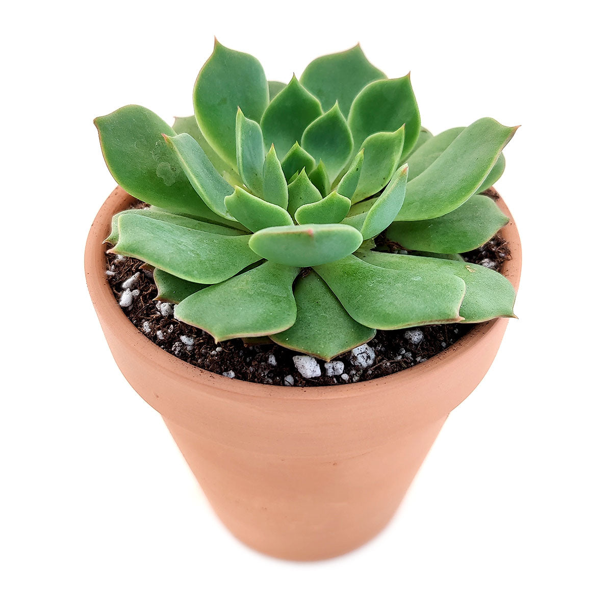 ramillette succulent Echeveria Ramillette Succulent | Mexican Hens and Chicks Care Guide
