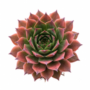 Buy an 8-pack of 2" live succulents online. A versatile collection of eight small succulent plants, ideal for events, party favors, gifts, and succulent projects.