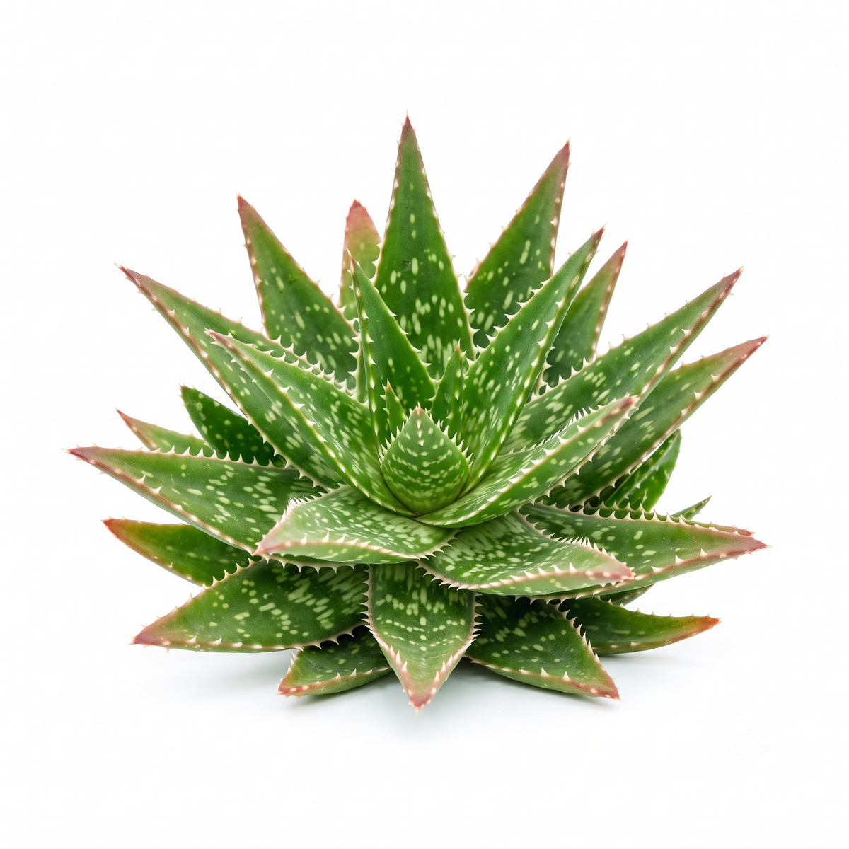 Buy a Random Aloe 2-inch Succulent live plant online, featuring a small aloe variety selected at random with unique foliage and natural rosette growth. Easy to care for and perfect for indoor spaces, succulent collections, desks, and plant gifts.