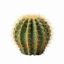 Buy an 8-pack of 2" live succulents online. A versatile collection of eight small succulent plants, ideal for events, party favors, gifts, and succulent projects.