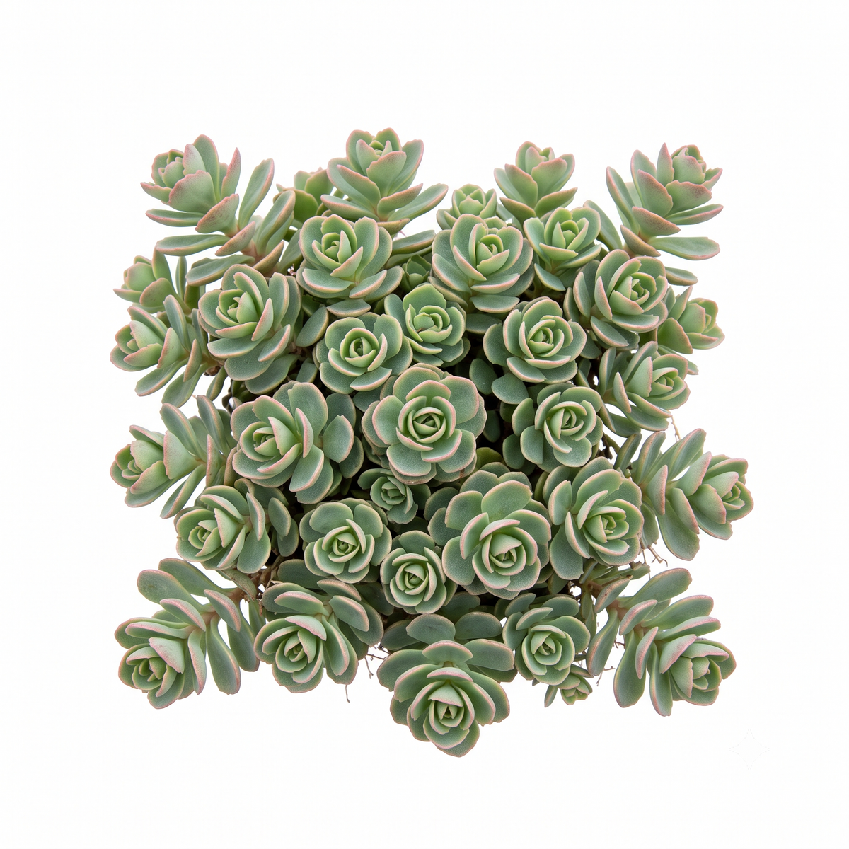 Buy a Random Hardy Sedum 2-inch Succulent live plant online, featuring an assorted Sedum variety selected at random with unique foliage, textures, and natural growth patterns. Easy to care for and perfect for succulent gardens, containers, indoor displays, or plant collections.