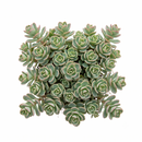 Buy an 8-pack of 2" live succulents online. A versatile collection of eight small succulent plants, ideal for events, party favors, gifts, and succulent projects.