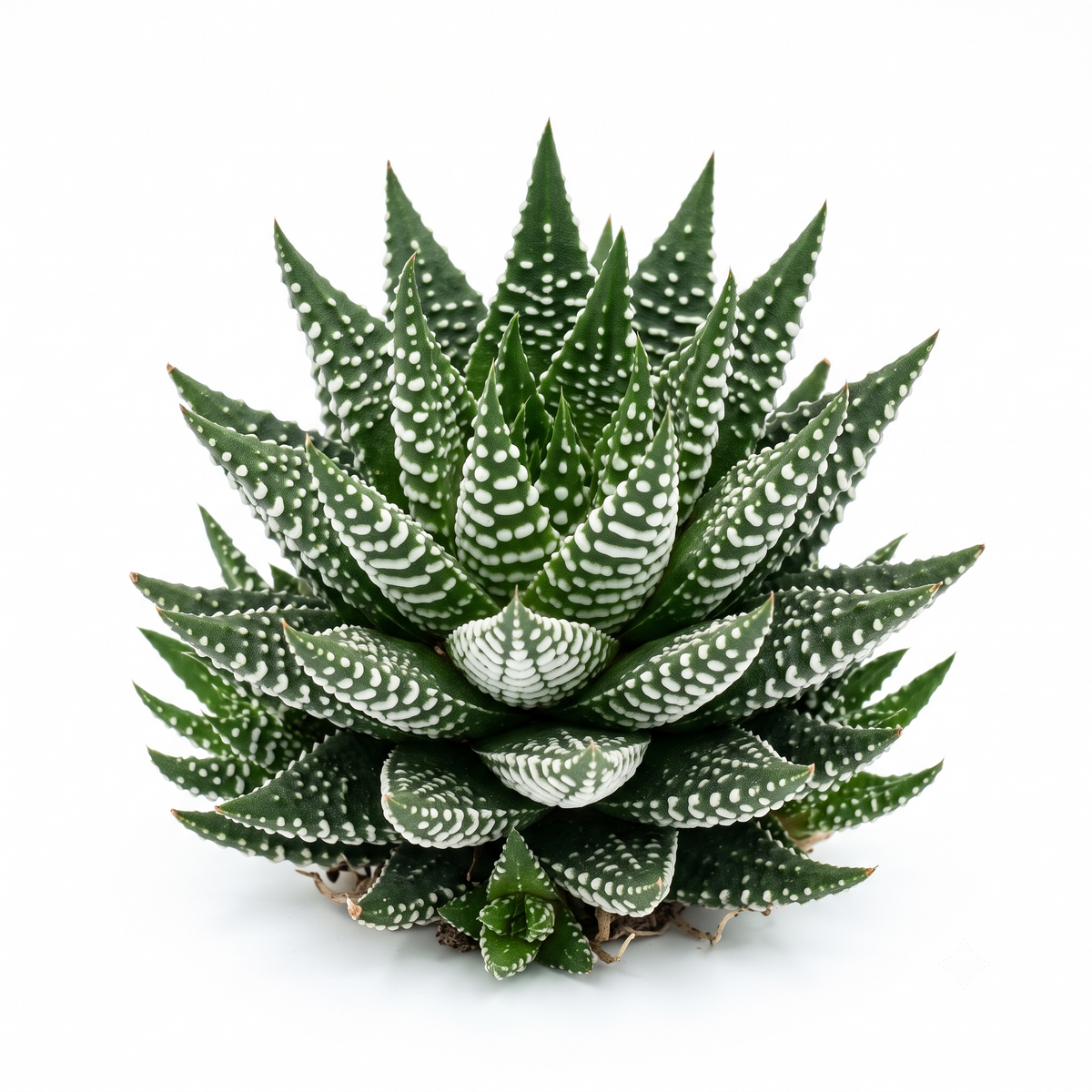 Buy a Random Haworthia 2-inch Succulent live plant online, featuring a small Haworthia variety selected at random with distinctive rosette shapes, textured leaves, and unique patterns. An easy-care succulent perfect for indoor spaces, desks, collections, and plant gifts.