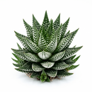 Buy an 8-pack of 2" live succulents online. A versatile collection of eight small succulent plants, ideal for events, party favors, gifts, and succulent projects.