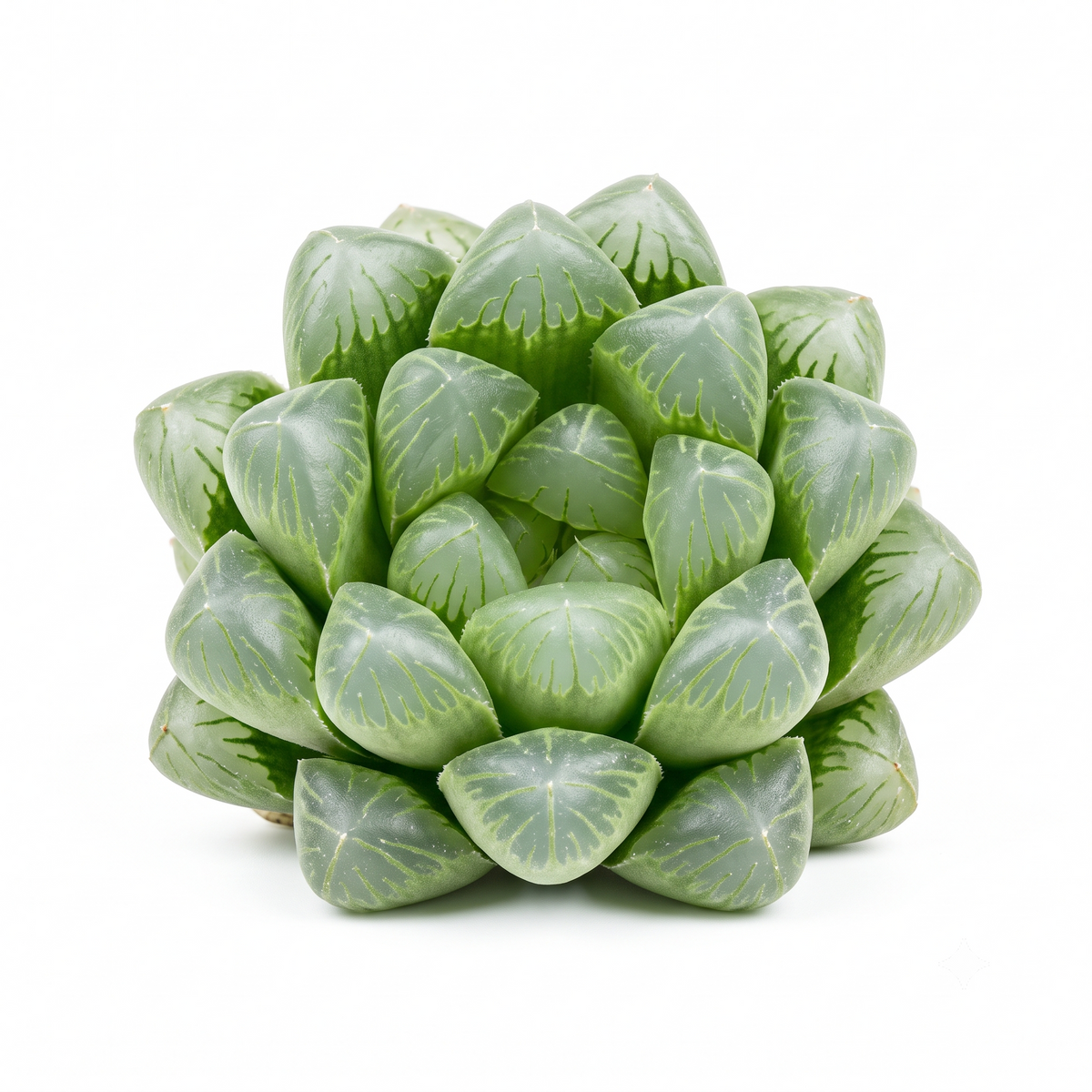 Buy a Random Weirdo 2-inch Succulent live plant online, featuring an unusual assorted succulent selected at random with unique shapes, colors, textures, or growth patterns. A fun choice for plant collectors, quirky displays, and anyone who enjoys discovering unexpected succulents.