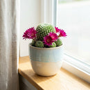 Rebutia Perplexa Pink Crown Cactus
