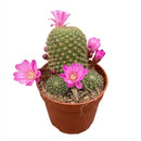 Rebutia Perplexa Pink Crown Cactus