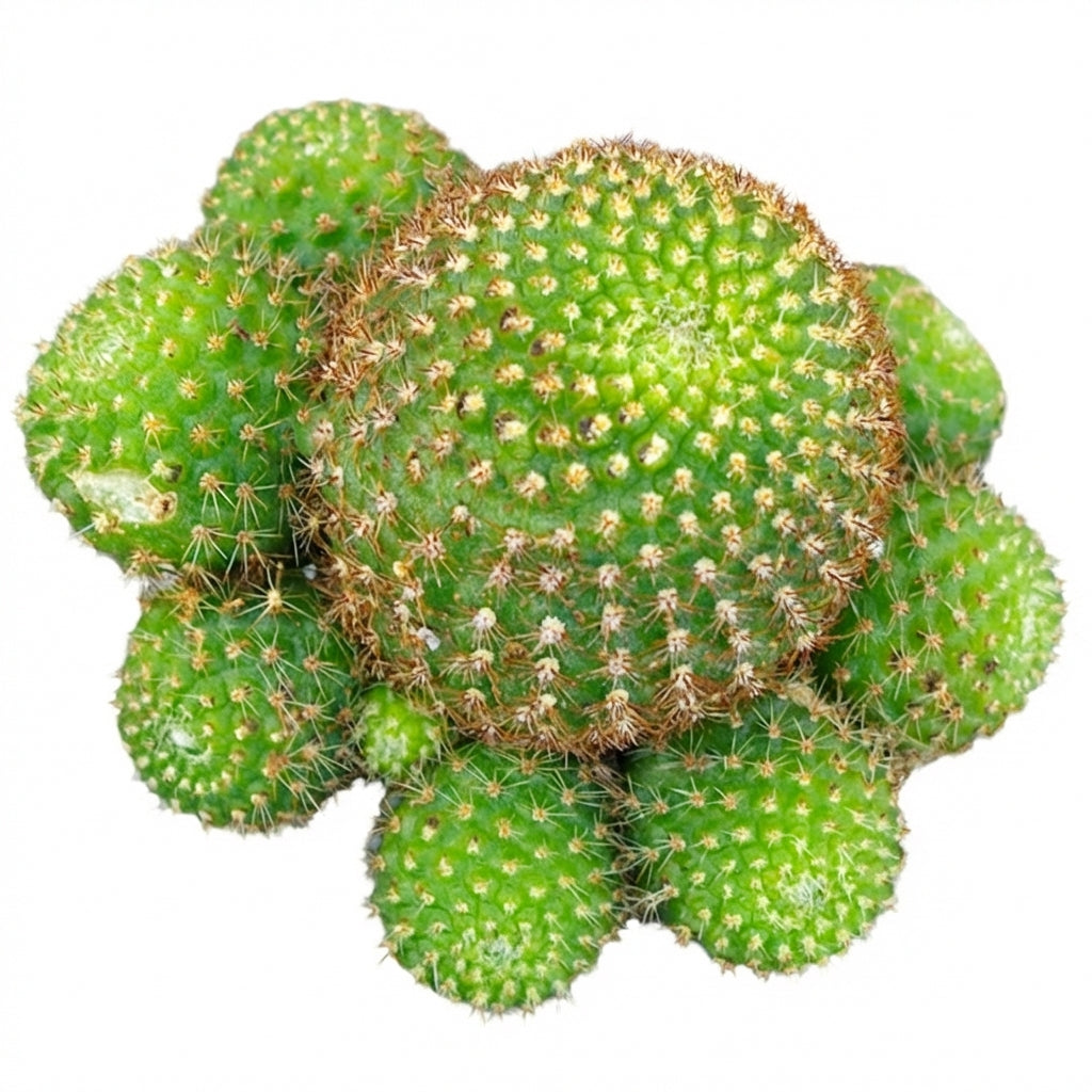 Rebutia Perplexa Pink Crown Cactus