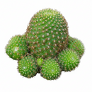 Rebutia Perplexa Pink Crown Cactus