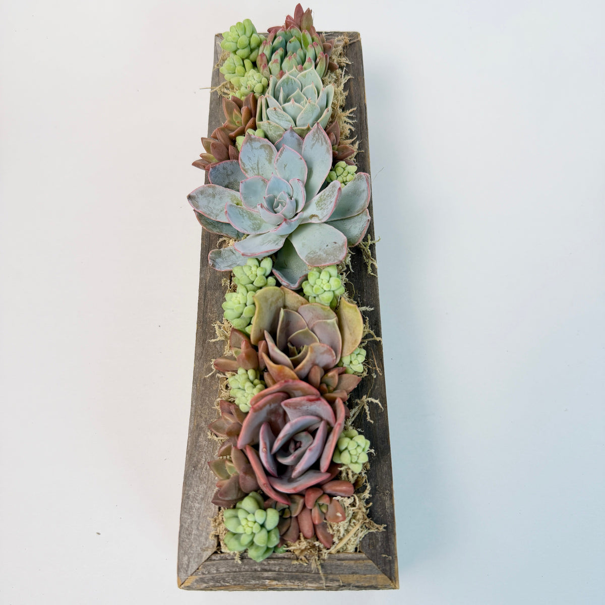 Top-down view of a rectangular reclaimed wood planter filled with 5 vibrant live rosette succulents and mini fillers