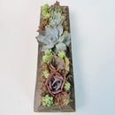 A stunning rectangular reclaimed wood box planter holding 5 live rosette succulents and 15-20 mini fillers on a clean white background