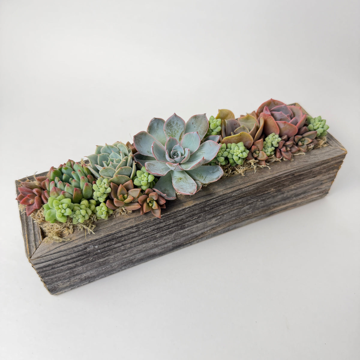 A high-angle side view of a rectangle wooden succulent centerpiece showcasing the beautiful depth and textures of the live plants