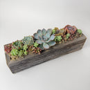 A stunning rectangular reclaimed wood box planter holding 5 live rosette succulents and 15-20 mini fillers on a clean white background