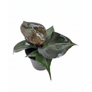 Modern home décor plant, Indoor houseplant, buy live plants online, plant shops in ca, gift for plants lovers