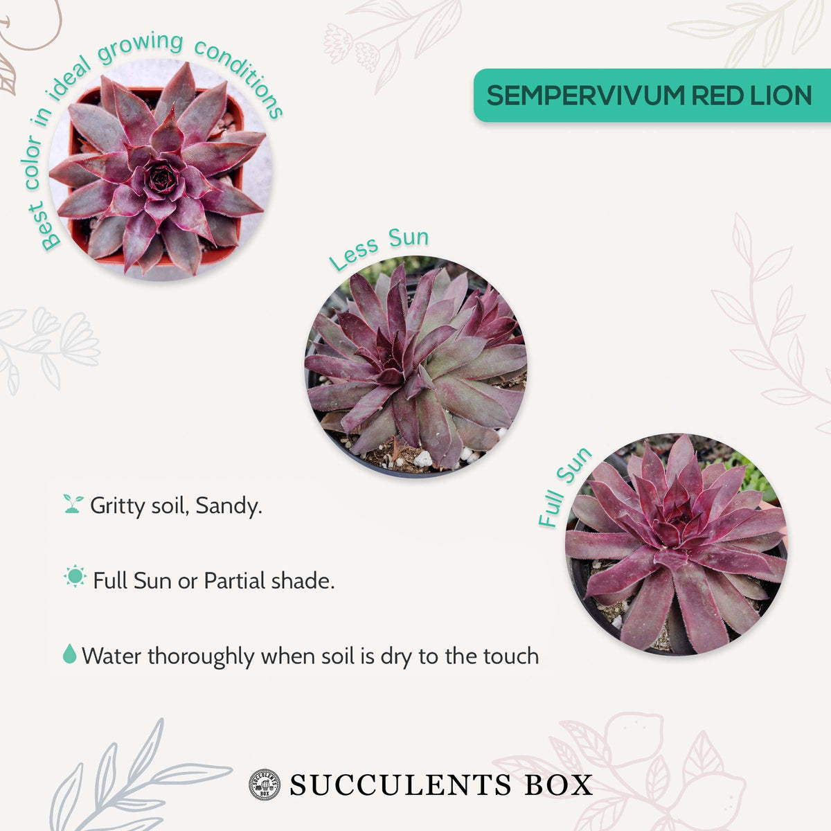 Sempervivum Red Lion for sale, succulent care guide, succulent plant, Succulents shop near me, how to grow succulents, cactus, Succulents, monthly succulents, succulent care, Sempervivum Red Lion in California, How to grow Sempervivum Red Lion, indoor succulents