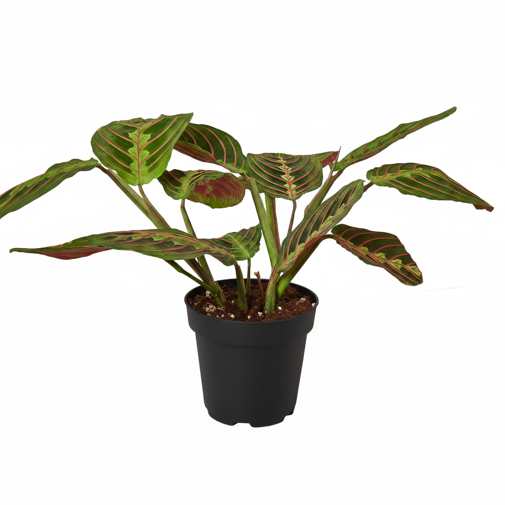 Maranta Red Prayer Plant, Red Prayer Plant, Herringbone Plant, Indoor tropical plant