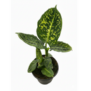 6 inch decorative tropical plants, neon-green variegation plants, online plants shop, plants shop near me