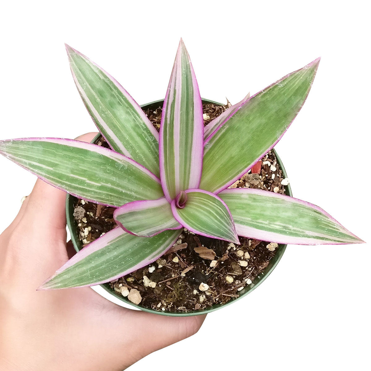 rhoeo tricolor succulent Rhoeo Tricolor Succulent