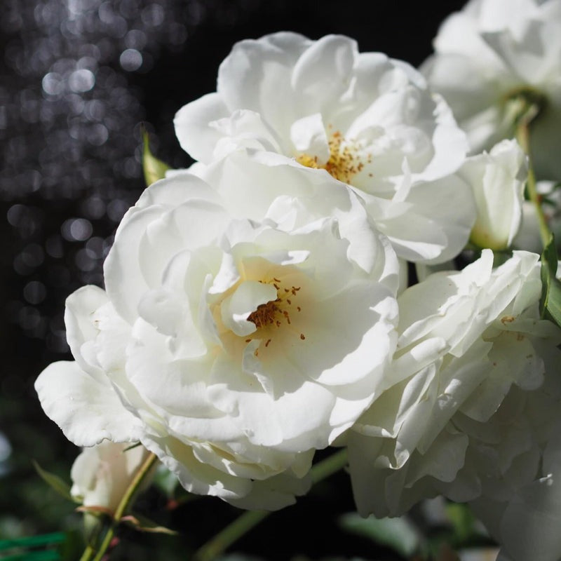 iceberg white roses in 5 gallon pot, iceberg white roses for sale, iceberg white roses care instruction, buy iceberg white roses online