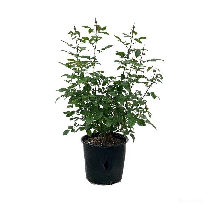 Rose Double Delight in 5 gallon pot, double delight rose plant, double delight rose plant for sale, buy double delight rose plant online