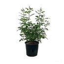 Rose Double Delight in 5 gallon pot, double delight rose plant, double delight rose plant for sale, buy double delight rose plant online