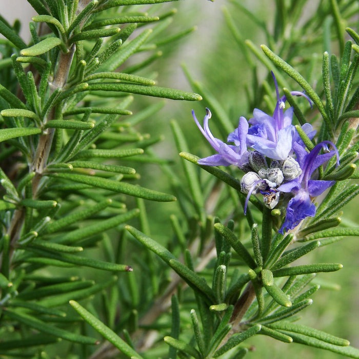 peat moss and perlite for succulents Trailing Rosemary - Drought-Tolerant & Low-Maintenance Herb Plants