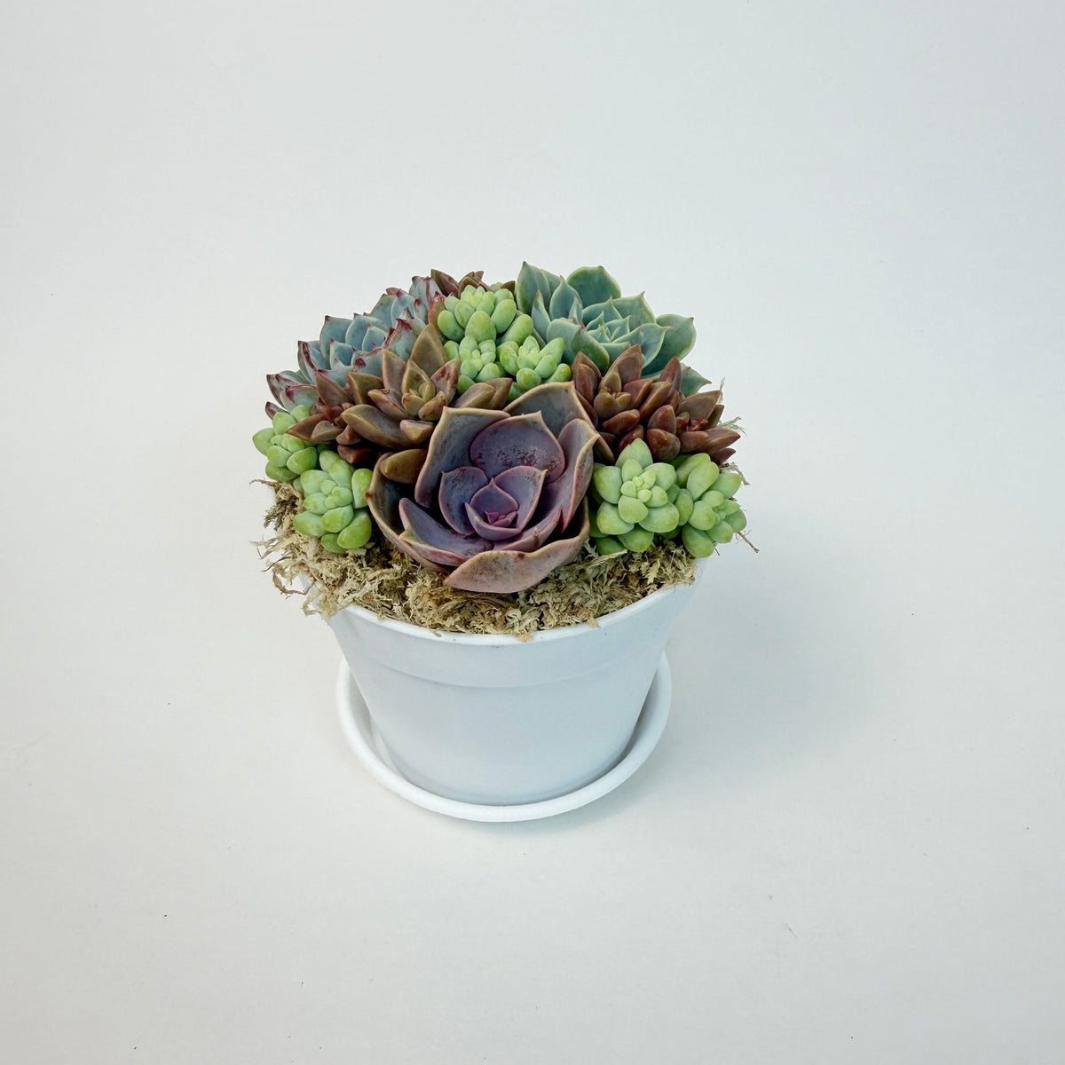 A beautiful live succulent arrangement featuring purple rosettes, Vera Higgins, and green donkey's tails in a 4-inch white plastic pot