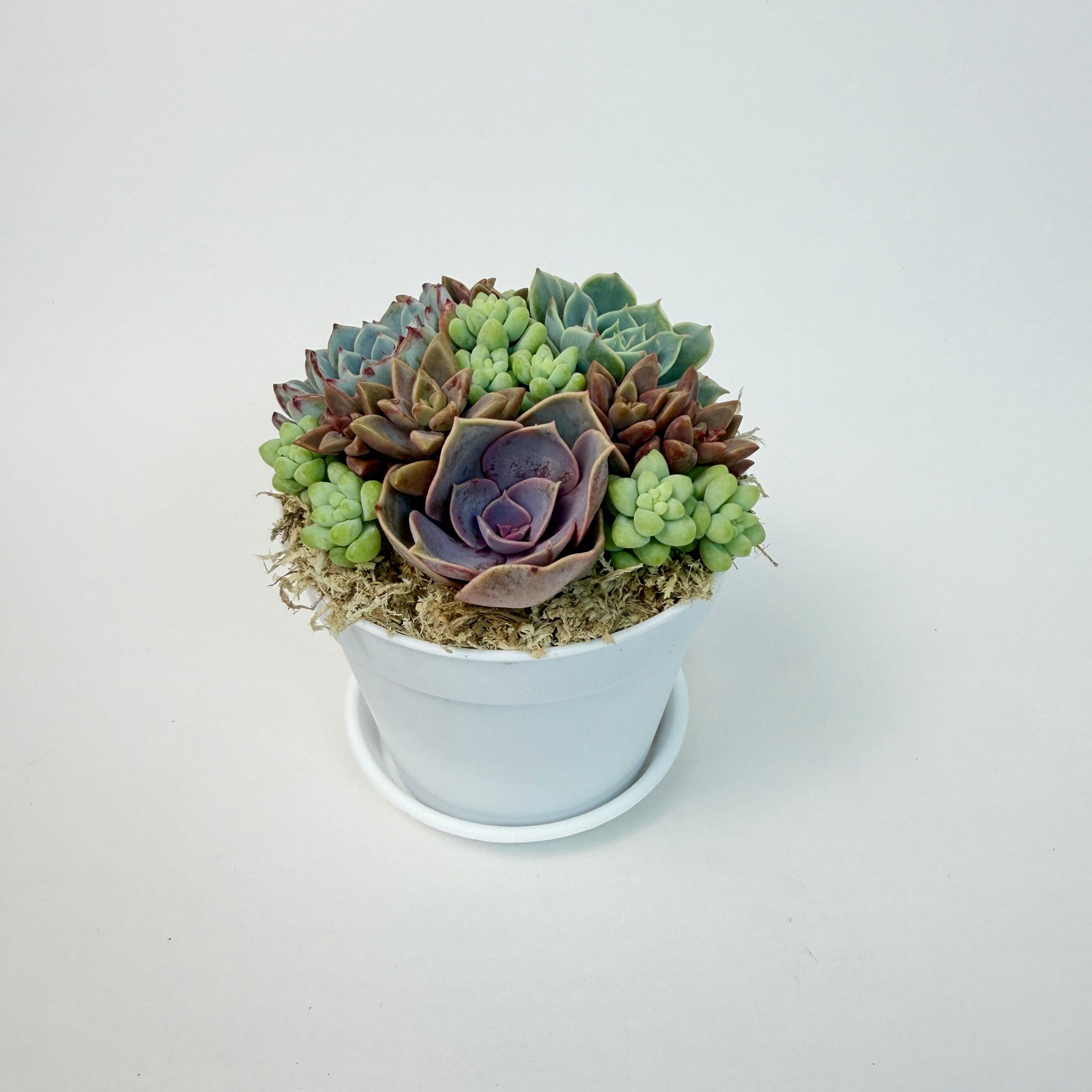 A beautiful live succulent arrangement featuring purple rosettes, Vera Higgins, and green donkey's tails in a 4-inch white plastic pot