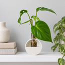 contemporary Wall hanging Round Vase for sale, glass orange arch design compact wall planter for home accent display perfect housewarming present