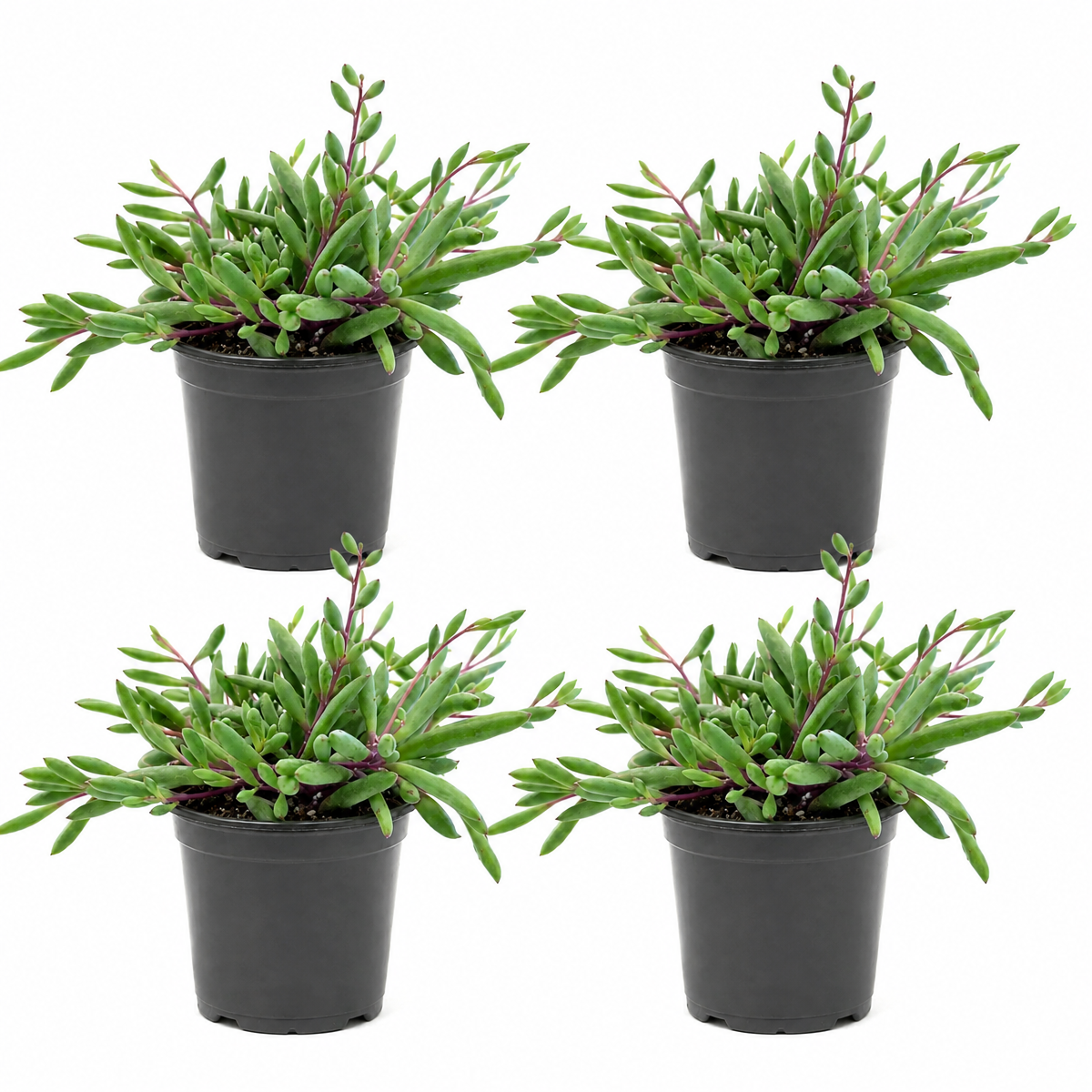 Ruby Necklace Succulent - Othonna capensis live plant for sale. This colorful trailing succulent has plump green leaves and vibrant red-purple stems. Easy to grow, it prefers bright light, well-draining soil, and occasional watering.