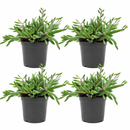 Buy an 8-pack of Ruby Necklace Succulent live plants online. Each Othonna capensis features fleshy leaves on cascading stems with ruby-red tones in bright light. Easy to care for, they thrive in bright light, well-draining soil, and minimal watering.