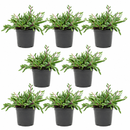 Buy an 8-pack of Ruby Necklace Succulent live plants online. Each Othonna capensis features fleshy leaves on cascading stems with ruby-red tones in bright light. Easy to care for, they thrive in bright light, well-draining soil, and minimal watering.