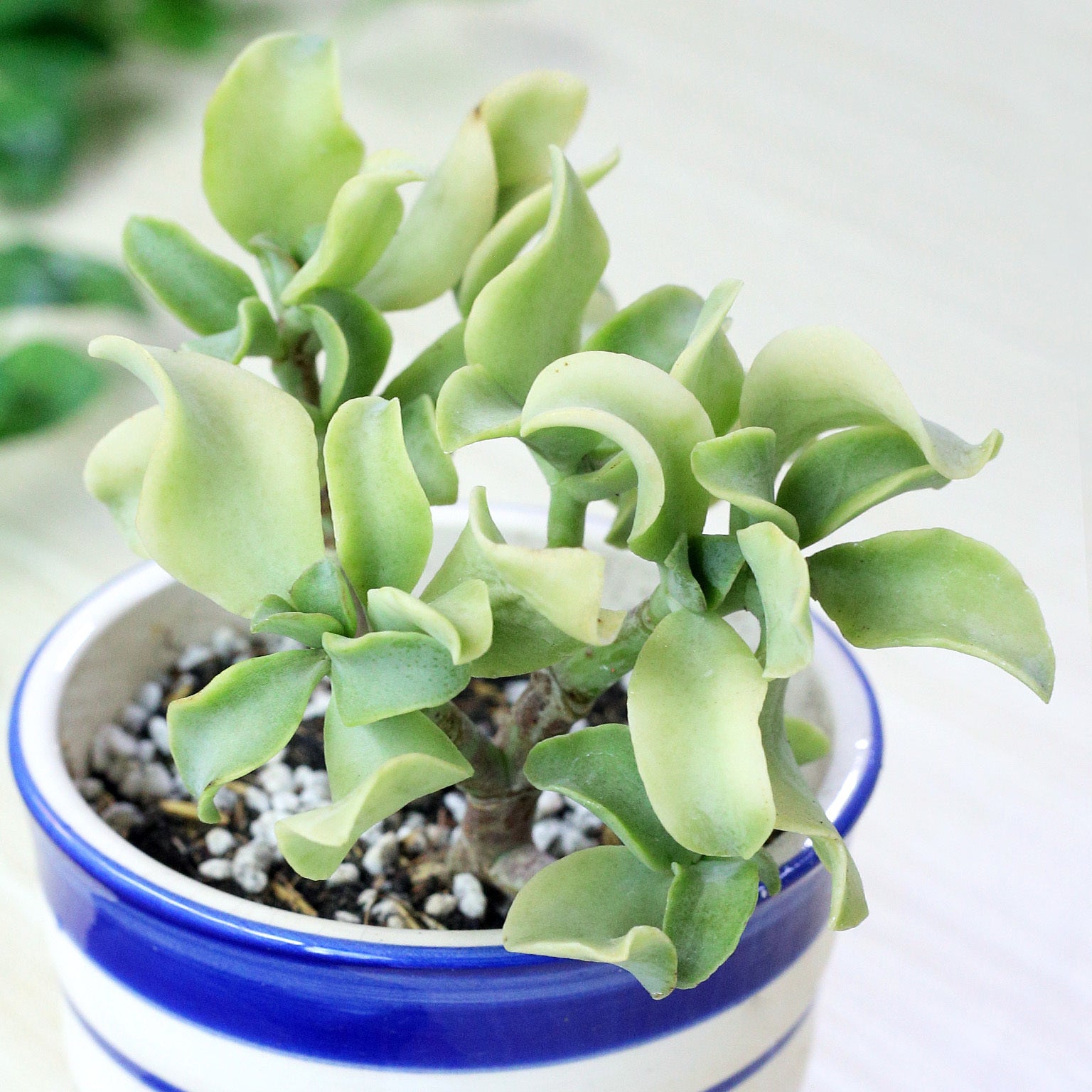 Ruffle Jade Crassula, green succulents, live indoor plants, succulents near me