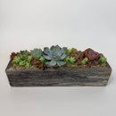 A stunning rectangular reclaimed wood box planter holding 5 live rosette succulents and 15-20 mini fillers on a clean white background