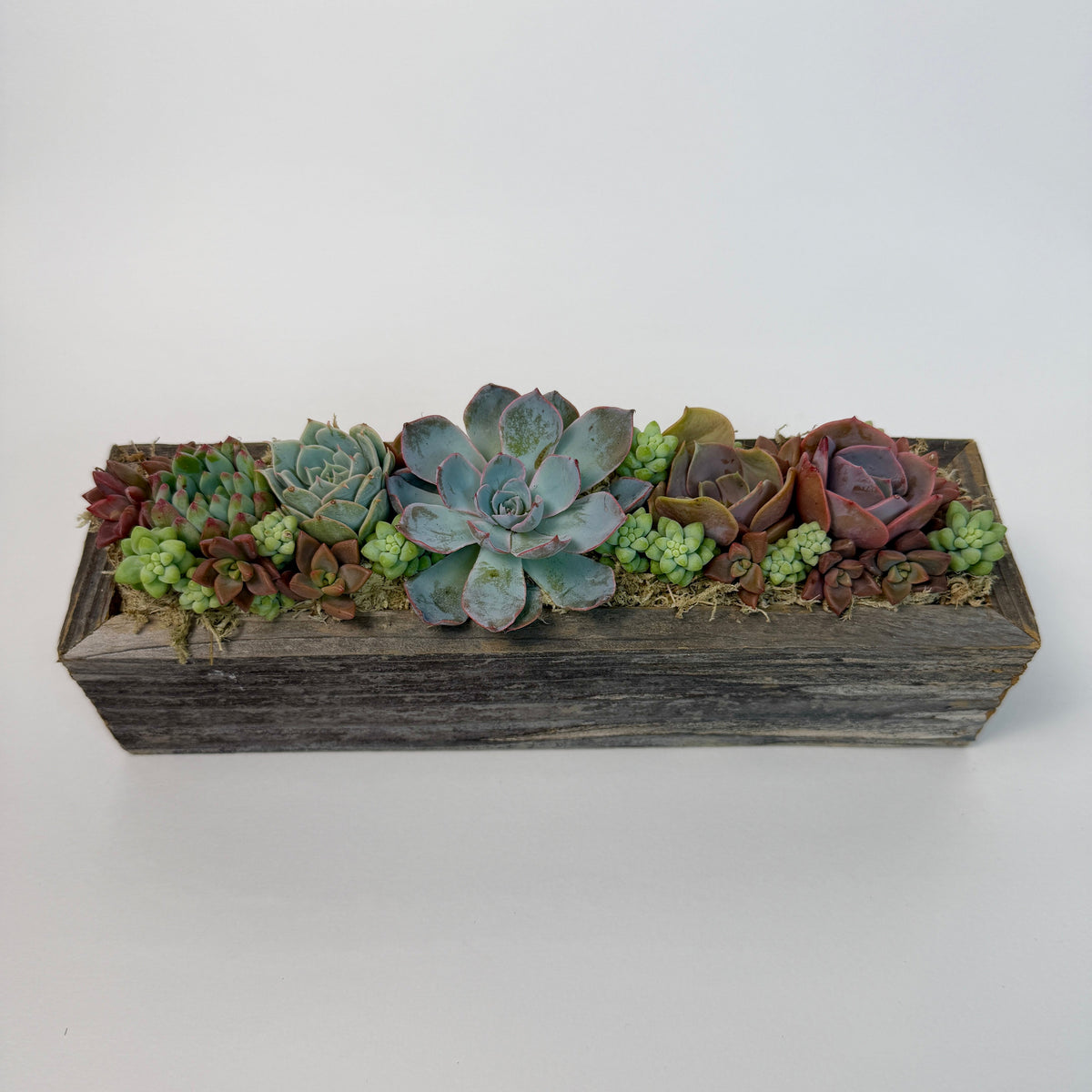 Front eye-level view of a rustic wooden box garden featuring an elegant line of colorful live succulents packed in dried moss
