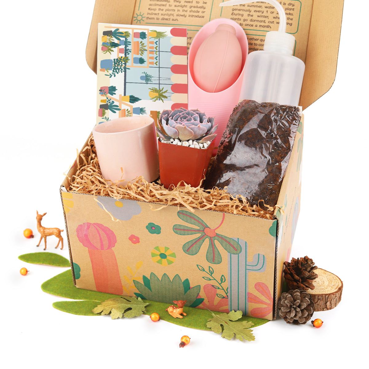 plants gift box, succulent gift box ideas, succulent gift box delivery, succulent gift box, unique succulent gifts, best succulent gift box 2025