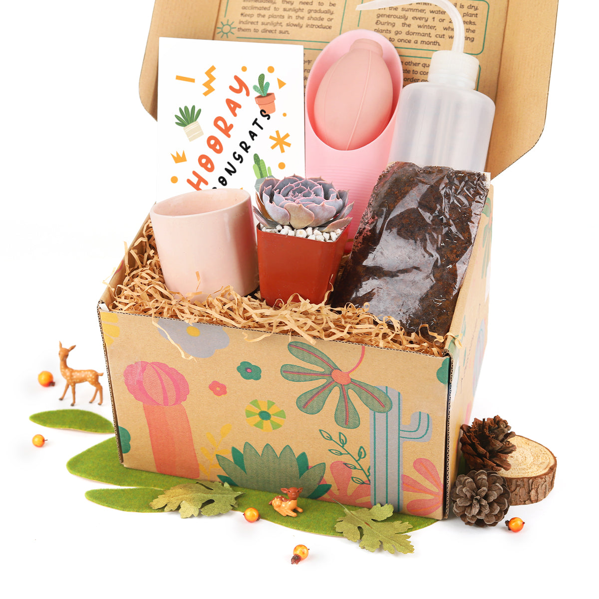 succulent kit gift Succulent Beginner Kit Gift Box, Unique Women Gift Ideas