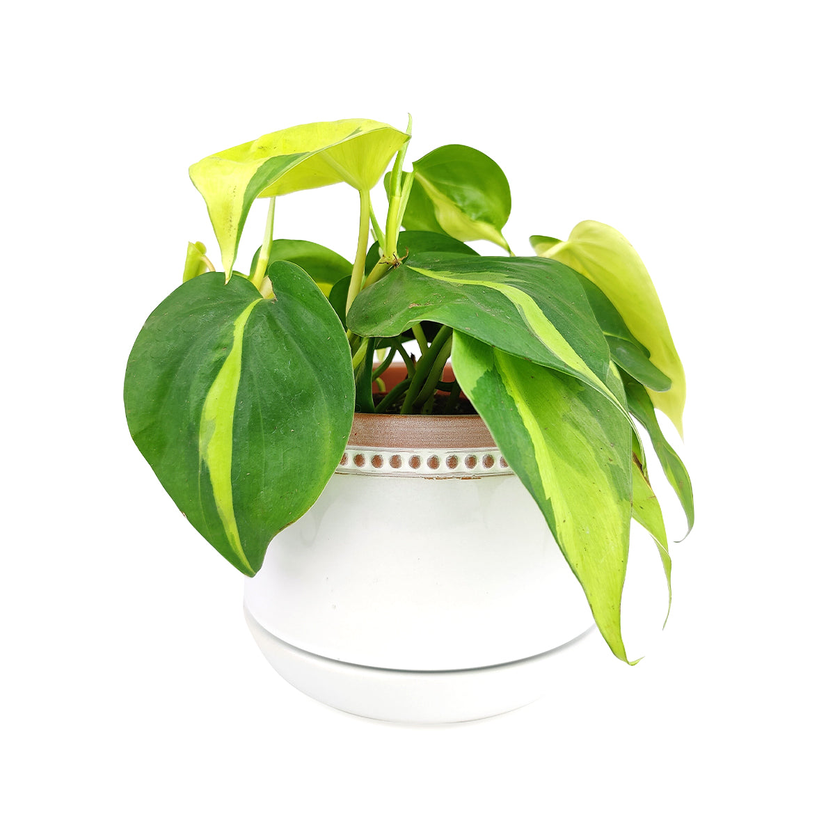 6 inch White Ceramic Planter with Natural Terracotta Rim, 6 inch Rose Ceramic Pot with Saucer, Whitewash Ceramic 6 inch Pot with Drainage Hole, Coral Ceramic Planter for Houseplants, Large Ceramic White Bowl Planter for Houseplants or Succulent Arrangement, Ceramic Planters Pot with Drainage Hole and Saucers 6 Inch