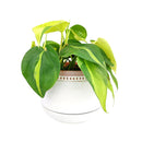 6 inch White Ceramic Planter with Natural Terracotta Rim, 6 inch Rose Ceramic Pot with Saucer, Whitewash Ceramic 6 inch Pot with Drainage Hole, Coral Ceramic Planter for Houseplants, Large Ceramic White Bowl Planter for Houseplants or Succulent Arrangement, Ceramic Planters Pot with Drainage Hole and Saucers 6 Inch