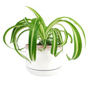 6 inch White Ceramic Planter with Natural Terracotta Rim, 6 inch Rose Ceramic Pot with Saucer, Whitewash Ceramic 6 inch Pot with Drainage Hole, Coral Ceramic Planter for Houseplants, Large Ceramic White Bowl Planter for Houseplants or Succulent Arrangement, Ceramic Planters Pot with Drainage Hole and Saucers 6 Inch