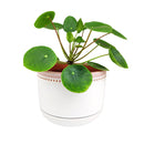 6 inch White Ceramic Planter with Natural Terracotta Rim, 6 inch Rose Ceramic Pot with Saucer, Whitewash Ceramic 6 inch Pot with Drainage Hole, Coral Ceramic Planter for Houseplants, Large Ceramic White Bowl Planter for Houseplants or Succulent Arrangement, Ceramic Planters Pot with Drainage Hole and Saucers 6 Inch