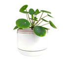 6 inch White Ceramic Planter with Natural Terracotta Rim, 6 inch Rose Ceramic Pot with Saucer, Whitewash Ceramic 6 inch Pot with Drainage Hole, Coral Ceramic Planter for Houseplants, Large Ceramic White Bowl Planter for Houseplants or Succulent Arrangement, Ceramic Planters Pot with Drainage Hole and Saucers 6 Inch
