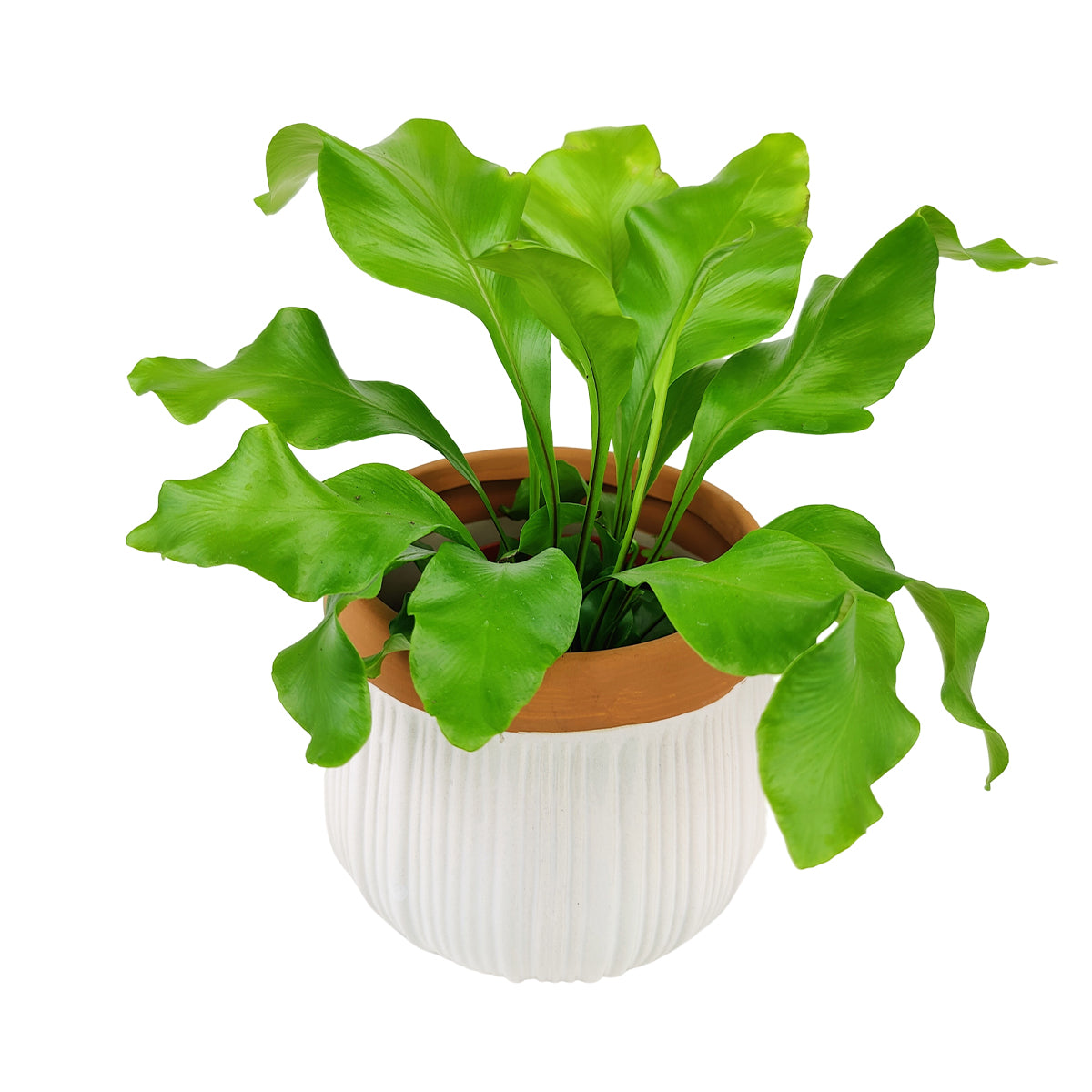 6 inch Cerramic Planter Pot with Drainage Hole for Sale, Vertical Rib White Terracotta Color Houseplant Pot, White Ceramic Pot with Terracotta Color Rim